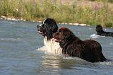 TERRE NEUVE & LANDSEER 088
